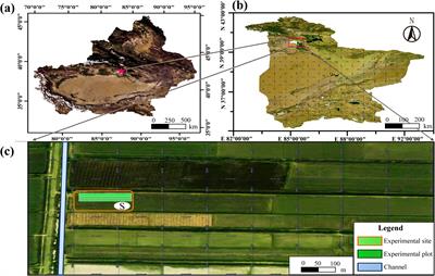 Simulating water and salt changes in the root zone of salt–alkali fragrant pear and the selection of the optimal surface drip irrigation mode